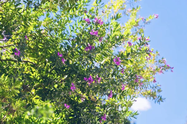 Belles Fleurs Violettes Feuilles Vertes Sur Fond Bleu Ciel Dans — Photo