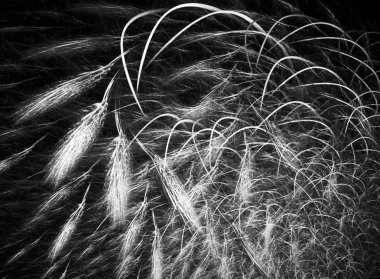 dijital soyut fraktal arkaplan bilgisayarda siyah ve beyaz olarak oluşturuldu.