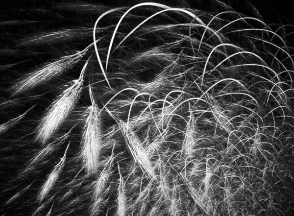 dijital soyut fraktal arkaplan bilgisayarda siyah ve beyaz olarak oluşturuldu.