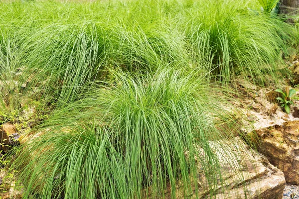 Struiken Van Gras Groeien Stenen Achtergrond Van Natuur — Stockfoto