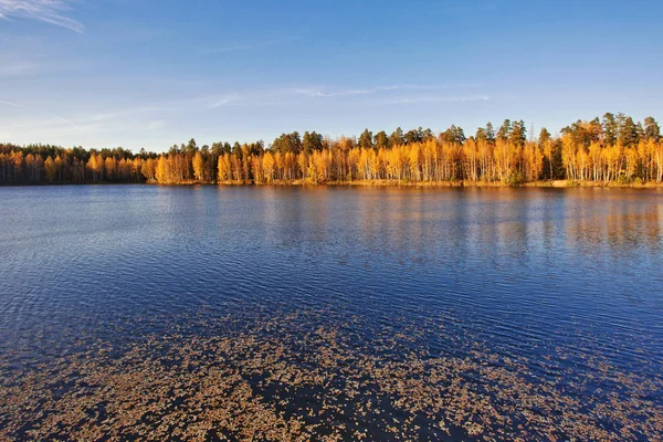 Höstlig Sjö Nära Skogen — Stockfoto