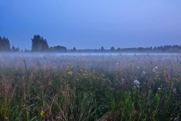 Τοπίο Ομίχλη Βράδυ Καλοκαιριού Πεδίο — Φωτογραφία Αρχείου