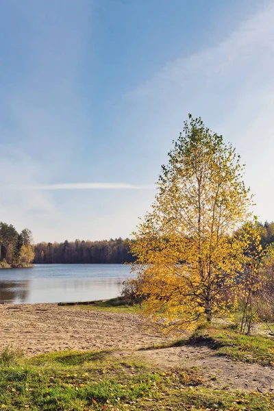 Höstlig Sjö Nära Skogen — Stockfoto