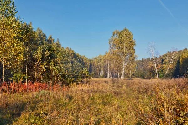 Höstlandskap Ljusa Färgade Blad Grenarna Skogen Höst — Stockfoto