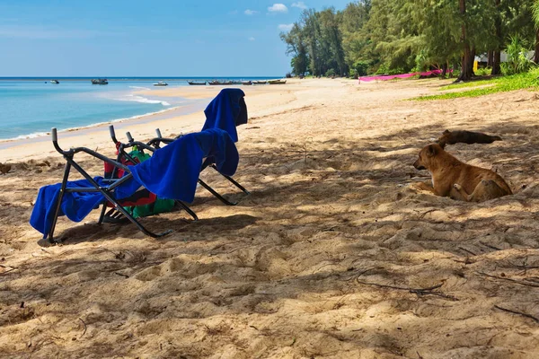 Cane Che Riposa Vicino Alle Sedie Sdraio Sulla Riva Vicino — Foto Stock