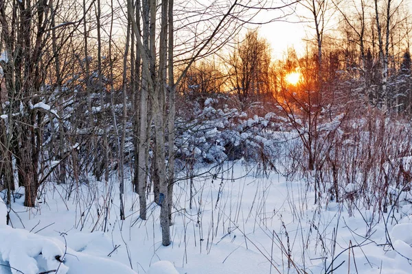 Mooie Winter Zonsondergang Buurt Van Het Bos Natuur Achtergrond — Stockfoto