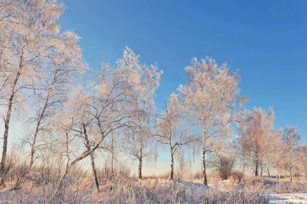 Bevroren Bomen Sunlights Onder Blauwe Lucht Achtergrond Van Natuur — Stockfoto