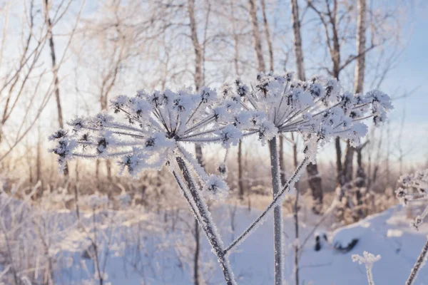 Zweig Des Schneebedeckten Baumes Sonnenlicht — Stockfoto