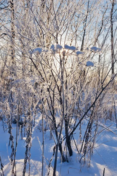 Ramo Dell Albero Nevoso Alla Luce Del Sole — Foto Stock