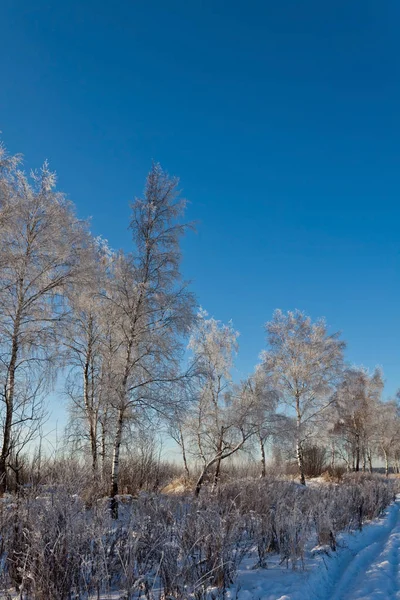 在蓝天下的阳光下的冰冻树木 自然背景 — 图库照片