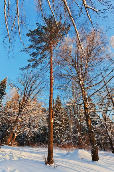 Foresta Invernale Sotto Cielo Blu Intenso — Foto Stock