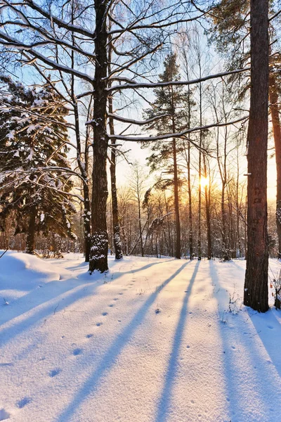 Vackra Vinter Solnedgång Nära Skogen Natur Bakgrund — Stockfoto