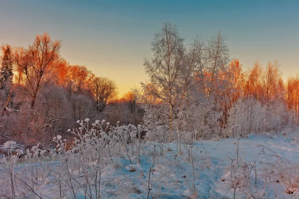 Beau Coucher Soleil Hiver Près Forêt Contexte Naturel — Photo