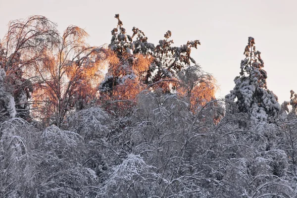 在夕阳的灯光下被雪覆盖的树木 — 图库照片