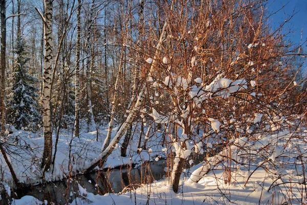 Plantes Sous Neige Bord Rivière Tôt Matin Hiver — Photo