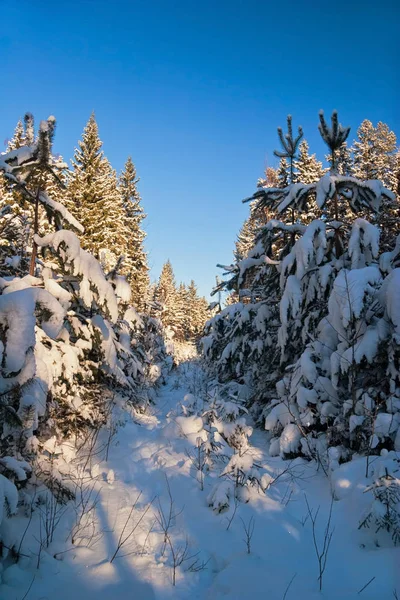 Ель Покрытая Снегом Лучах Заката — стоковое фото