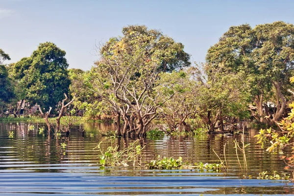 Arbres Inondés Dans Forêt Pluviale Des Mangroves Tonle Lac Sève — Photo
