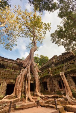 Klasik resmini ta prohm Tapınağı, angkor, Kamboçya 
