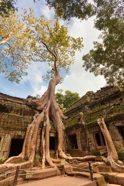 Foto Classica Del Tempio Prohm Angkor Cambogia — Foto Stock