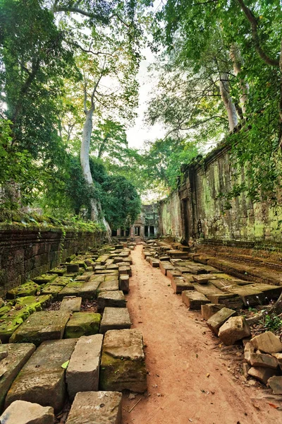 Angkor Wat Területén Kambodzsai Dzsungelben Erdő — Stock Fotó