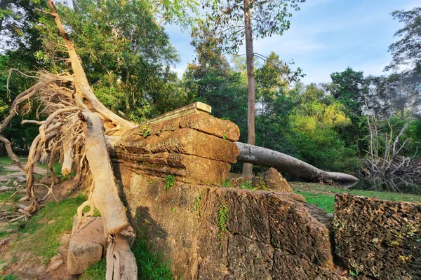 Gebroken Grote Boom Jungle Bos Gebied Van Angkor Wat Cambodja — Stockfoto