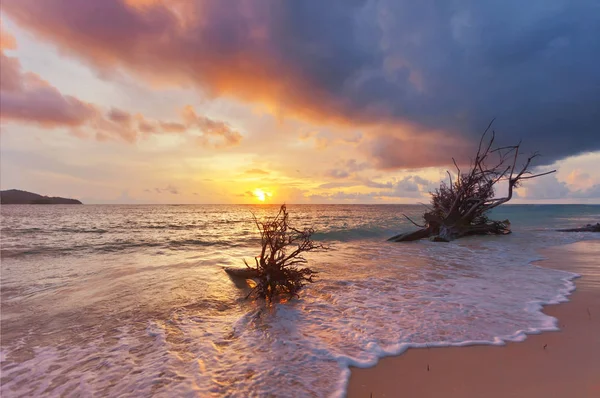 Dode Boomstammen Zee Golven Tropisch Strand Zonsondergang Tijd — Stockfoto