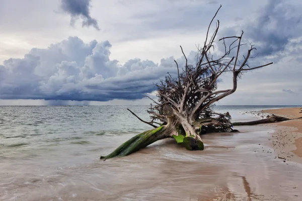 Död Trädstam Tropisk Strand Stranden Nai Yang Det Phuket Thailand — Stockfoto