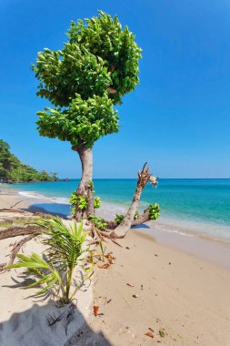 avuç mavi gökyüzü altında sahilde balıkgözü görünümü 