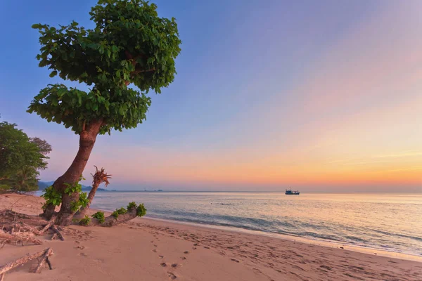 Drzewo Przed Zachodem Słońca Tropikalnej Plaży — Zdjęcie stockowe