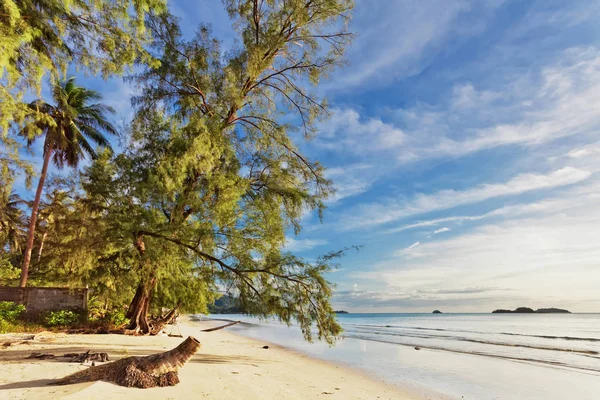 Fischaugenblick Auf Strand Mit Palmen Unter Blauem Himmel — Stockfoto