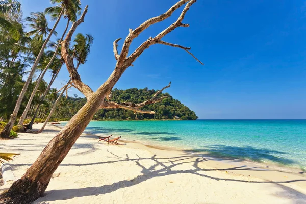 Fisheye Uitzicht Strand Met Palmen Onder Blauwe Hemel — Stockfoto