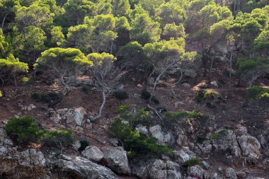 Dağın yamacındaki ağaçlar. Mallorca Adası, İspanya Akdeniz, Balear Adaları.