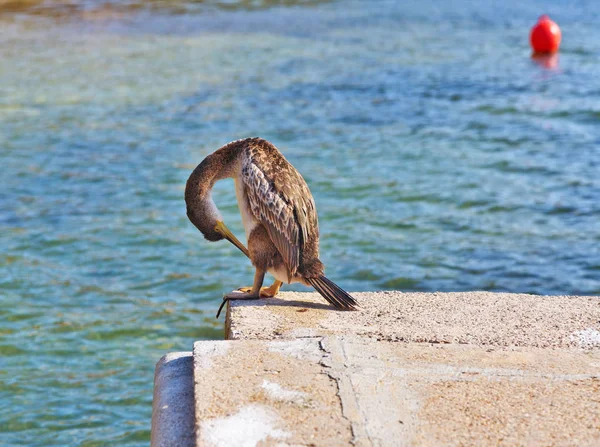 Gray Heron Cleans Feathers Stone Pier Mallorca — Stock Photo, Image