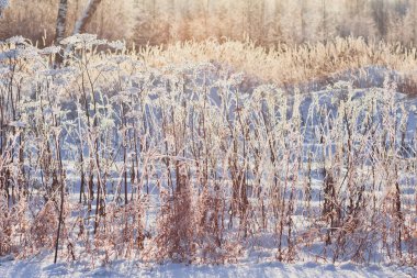 Soğuk kışta güneşte donmuş çimenler