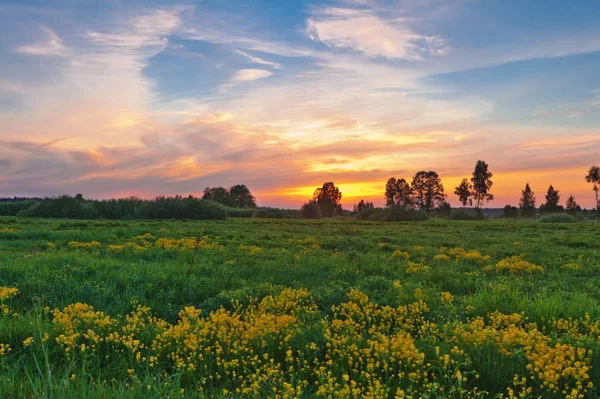 Landskap Med Coloful Solnedgång Sommaren Fält Med Blommor — Stockfoto