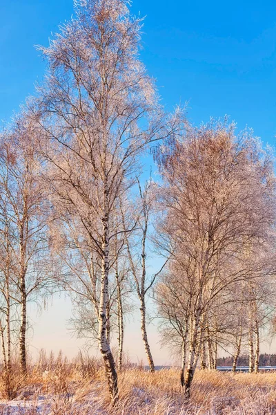 冬季景观与雪桦树在日落灯光 — 图库照片