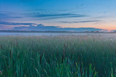 kuyrugu günbatımında bir alanda. Balıkgözü görünümü