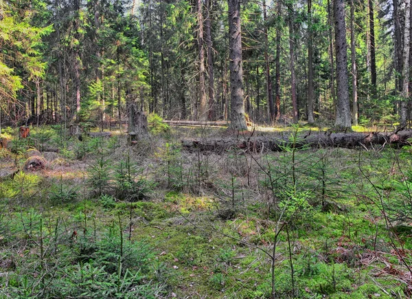 Arbres Brisés Dans Forêt Été Après Vent Fort — Photo