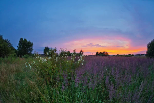 Landschap Met Kleurrijke Zonsondergang Zomer Veld Met Bloemen — Stockfoto
