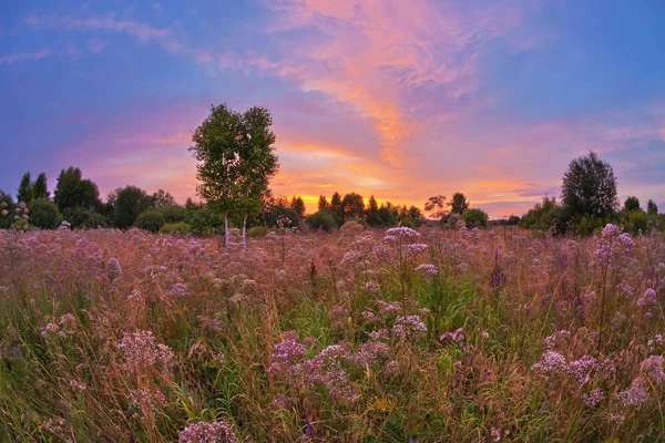 Landschaft Mit Farbenfrohem Sonnenuntergang Sommerfeld Mit Blumen — Stockfoto