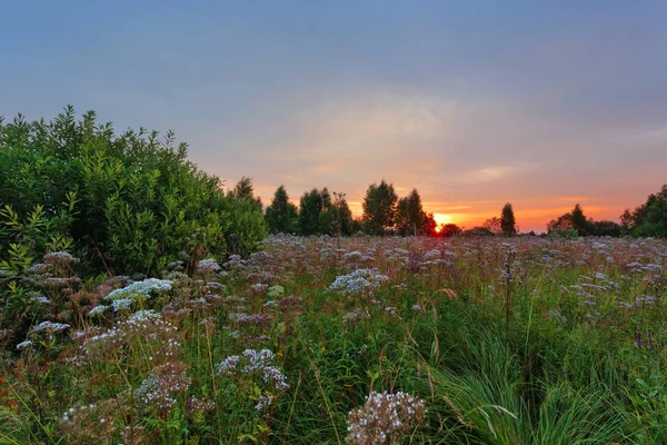 Landschaft Mit Farbenfrohem Sonnenuntergang Sommerfeld Mit Blumen — Stockfoto