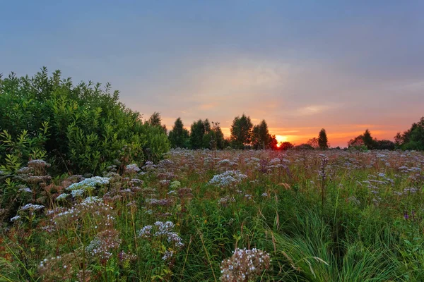 Paisaje Con Puesta Sol Coloful Campo Verano Con Flores —  Fotos de Stock