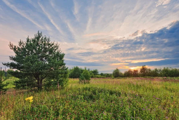 Paisagem Com Pôr Sol Colorido Campo Verão Com Flores — Fotografia de Stock