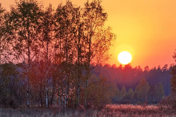 Yaz Tarlasında Coloful Günbatımı Manzarası — Stok fotoğraf