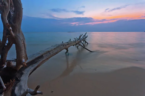 Tropical beach with old wood snag at sunset — Stock Photo, Image