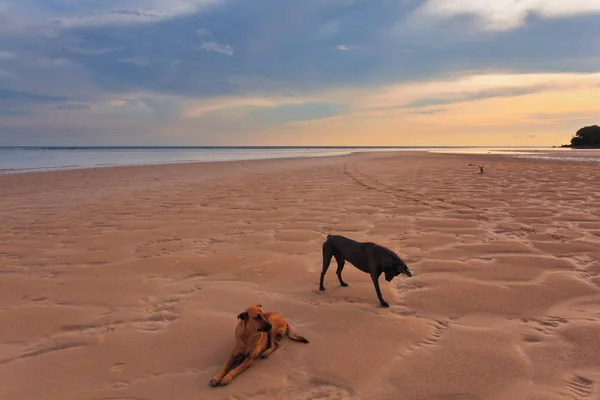 Cães na praia ao pôr do sol — Fotografia de Stock