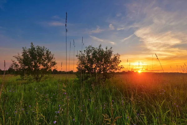 Sonnenuntergang im Sommerfeld — Stockfoto