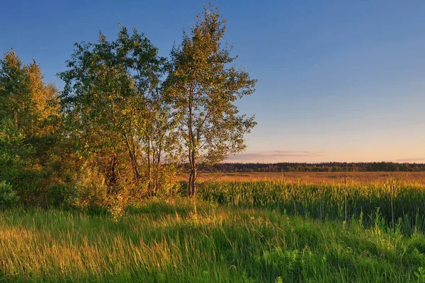 Pôr do sol no campo de verão — Fotografia de Stock