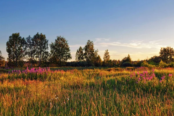 Pôr do sol no campo de verão — Fotografia de Stock