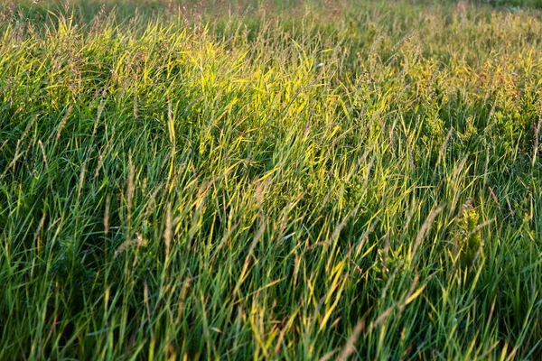 Groene gras weide in zonnestralen — Stockfoto